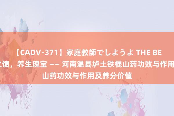 【CADV-371】家庭教師でしようよ THE BEST 2 当然之馈，养生瑰宝 —— 河南温县垆土铁棍山药功效与作用及养分价值