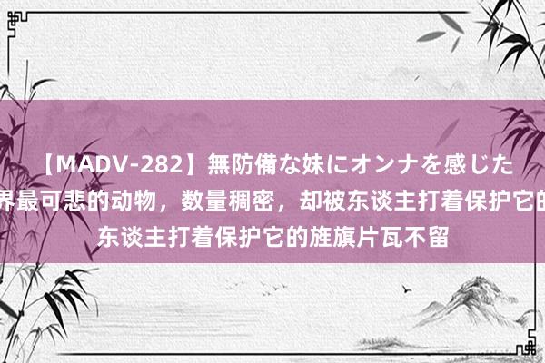 【MADV-282】無防備な妹にオンナを感じたボク。 3 天然界最可悲的动物，数量稠密，却被东谈主打着保护它的旌旗片瓦不留