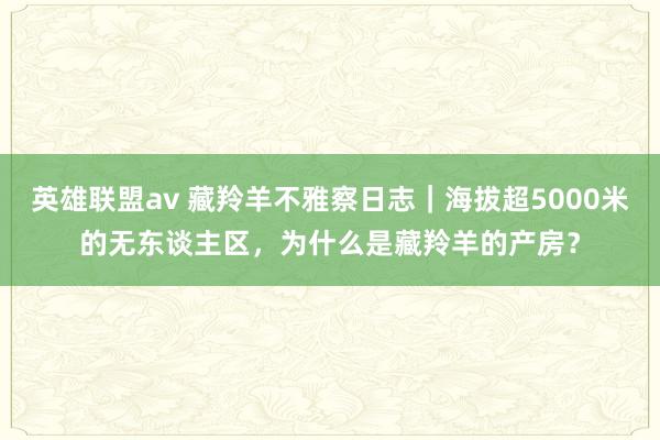 英雄联盟av 藏羚羊不雅察日志｜海拔超5000米的无东谈主区，为什么是藏羚羊的产房？